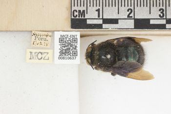 Media type: image;   Entomology 810637 Aspect: labels
